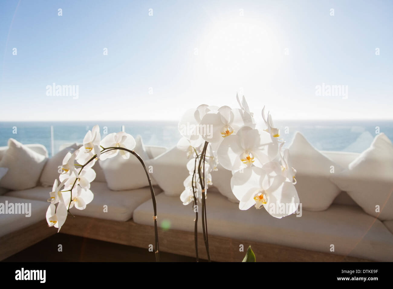 Nahaufnahme von Blumen auf Outdoor-Couchtisch Stockfoto