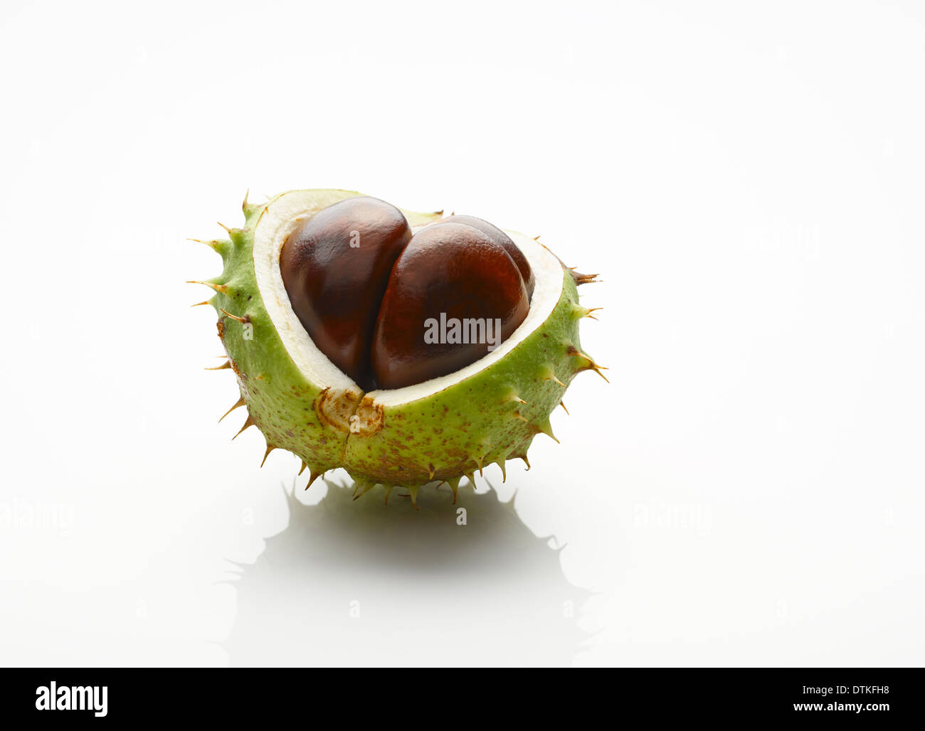 Nahaufnahme der Kastanie mit freigelegten Samen Stockfoto