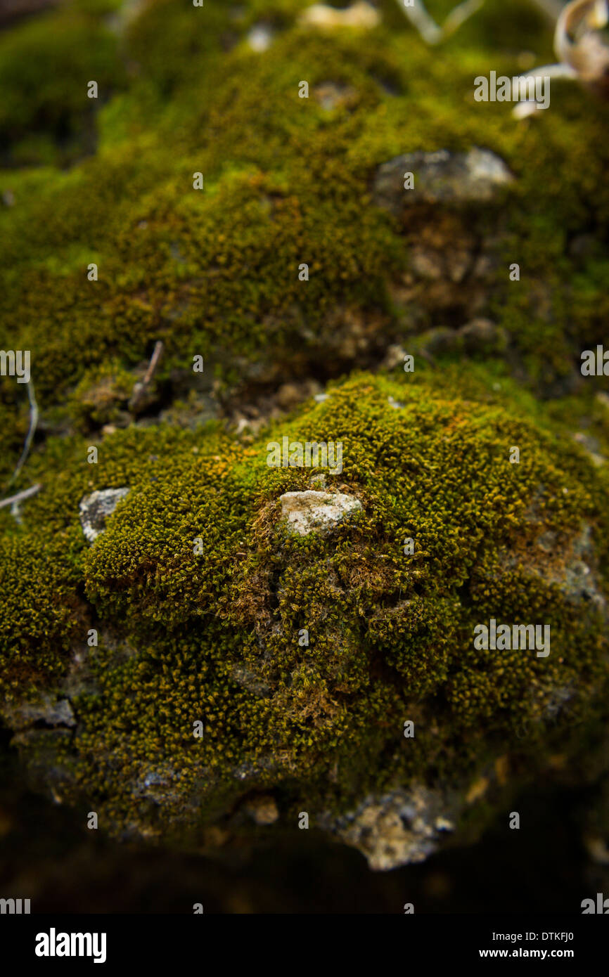 Felsen in grün Moos bedeckt Stockfoto
