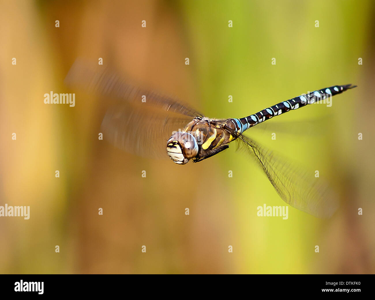 Libelle im Flug Stockfoto