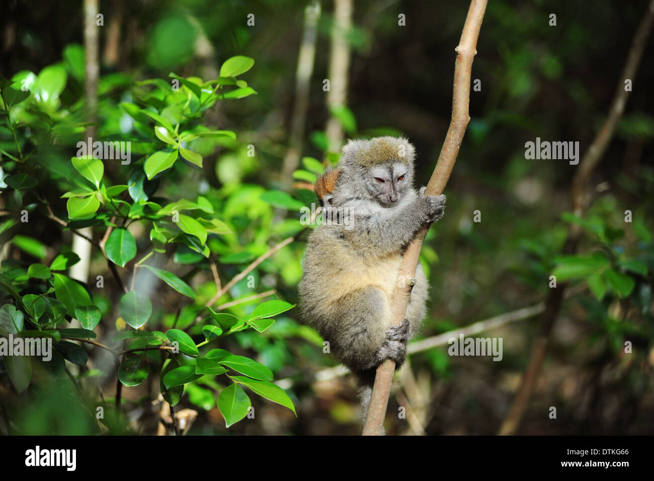 Madagaskar, Andasibe, Ile Aux Lemuriens, gefährdeten Primaten Golden Bamboo Lemur (Hapalemur Aureus) in den Bäumen Stockfoto