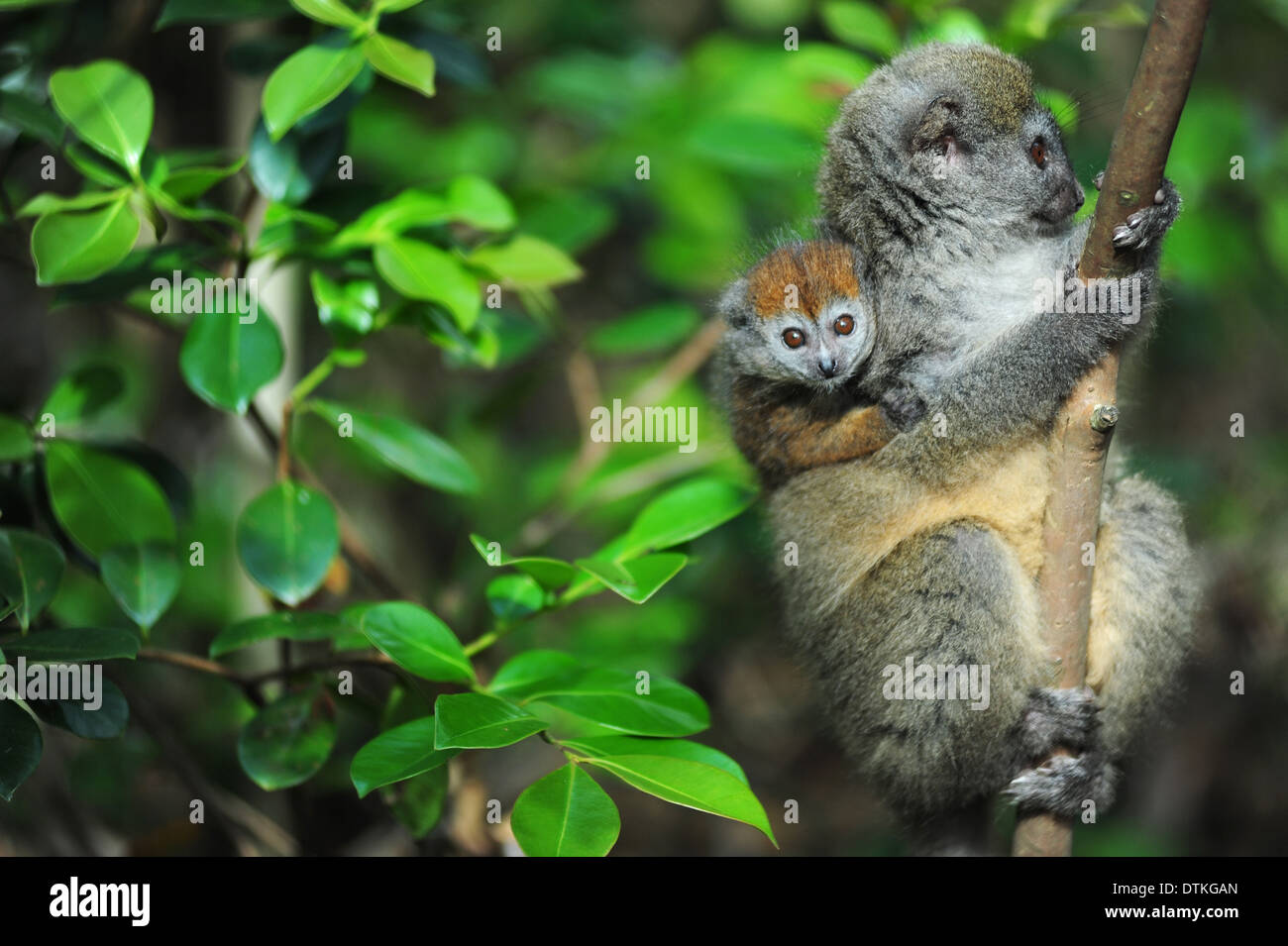 Madagaskar, Andasibe, Ile Aux Lemuriens, Mutter und Kind gefährdet Primas Golden Bamboo Lemur (Hapalemur Aureus) Stockfoto