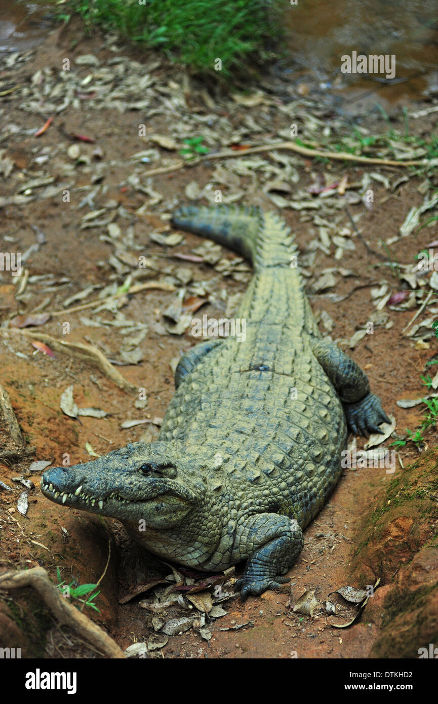 Madagaskar, Andasibe, Vakona Forest Lodge, Crocodile Farm, Krokodil auf der Suche nach Nahrung Stockfoto