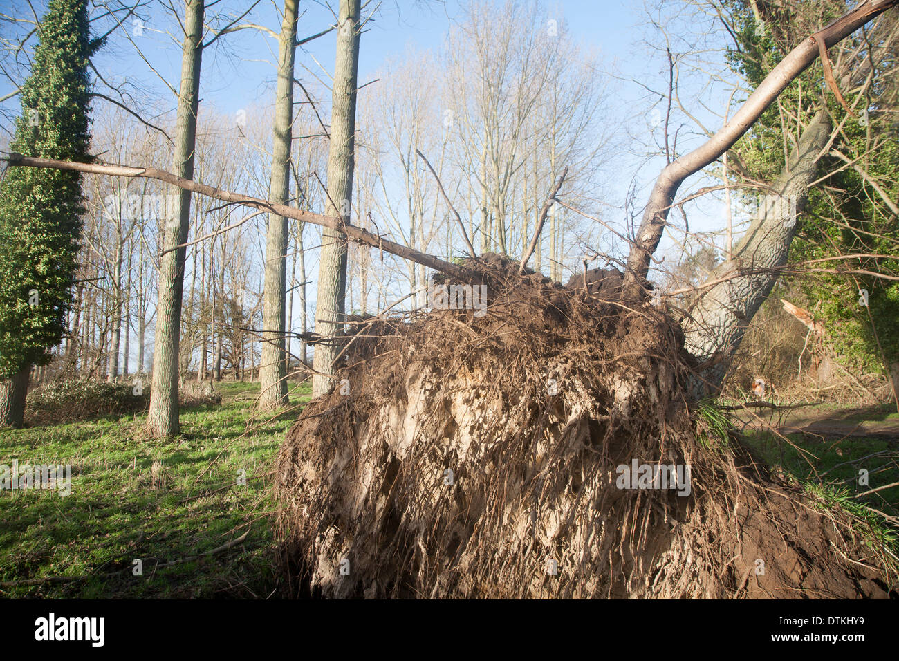 Umgestürzten Baum im Pappel-Plantage nach Wintersturm in Methersgate, Suffolk, England Stockfoto