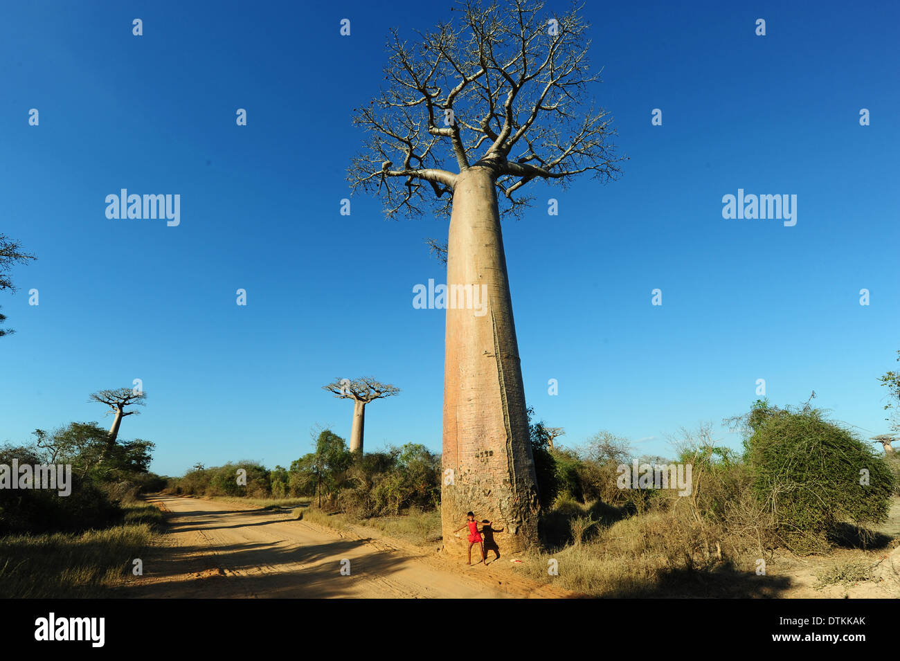 Madagaskar, Morondava, Baobab-Allee, Stockfoto