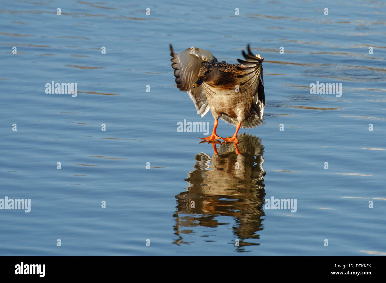 Eine weibliche Stockente Landung auf einem See Stockfoto