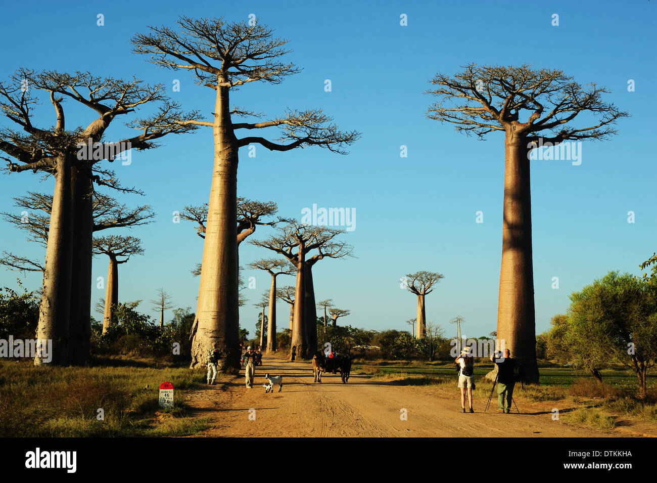 Madagaskar, Morondava, Baobab-Allee, Touristen fotografieren auf Adansonia Grandidieri Stockfoto
