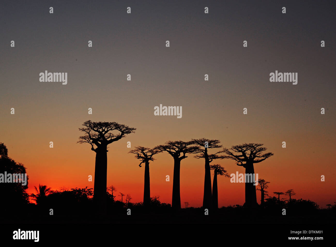 Madagaskar, Morondava, Baobab-Allee, Blick auf Adansonia Grandidieri bei Sonnenuntergang Stockfoto