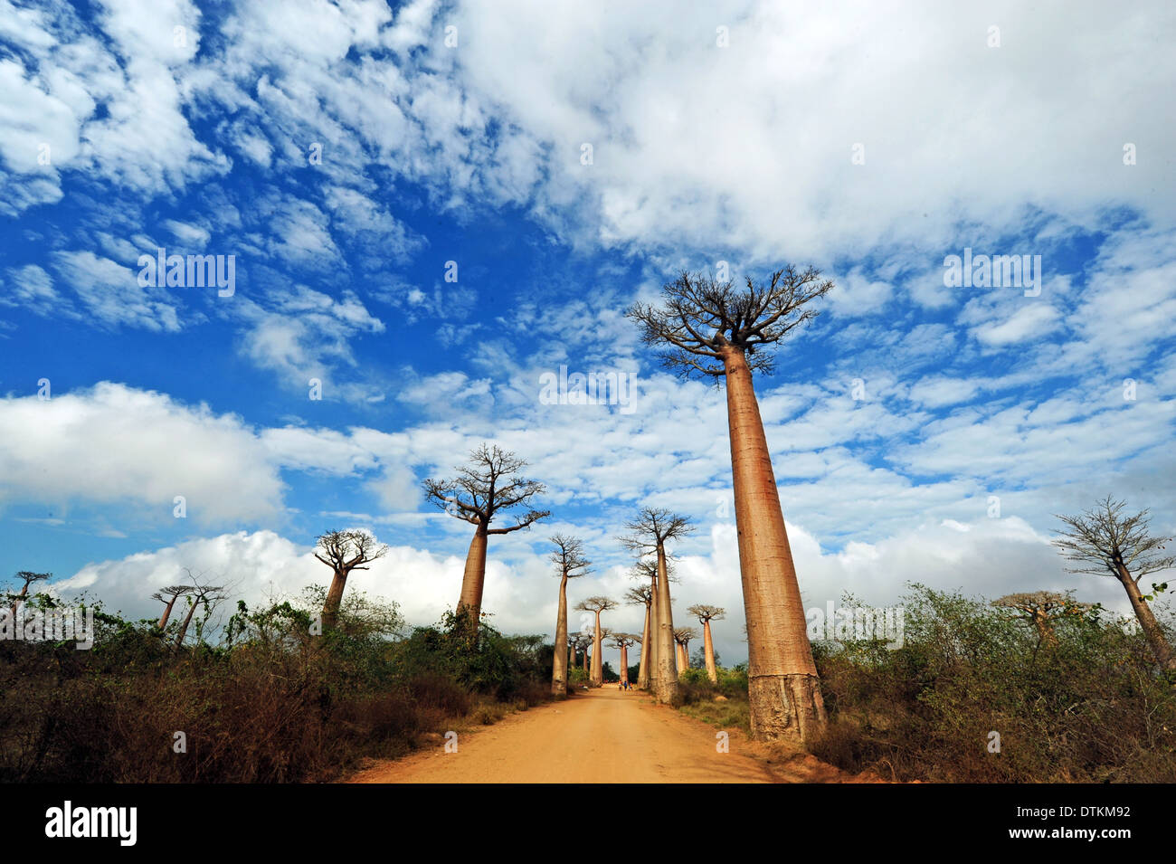 Madagaskar, Morondava, Baobab-Allee, Blick auf Adansonia Grandidieri Stockfoto