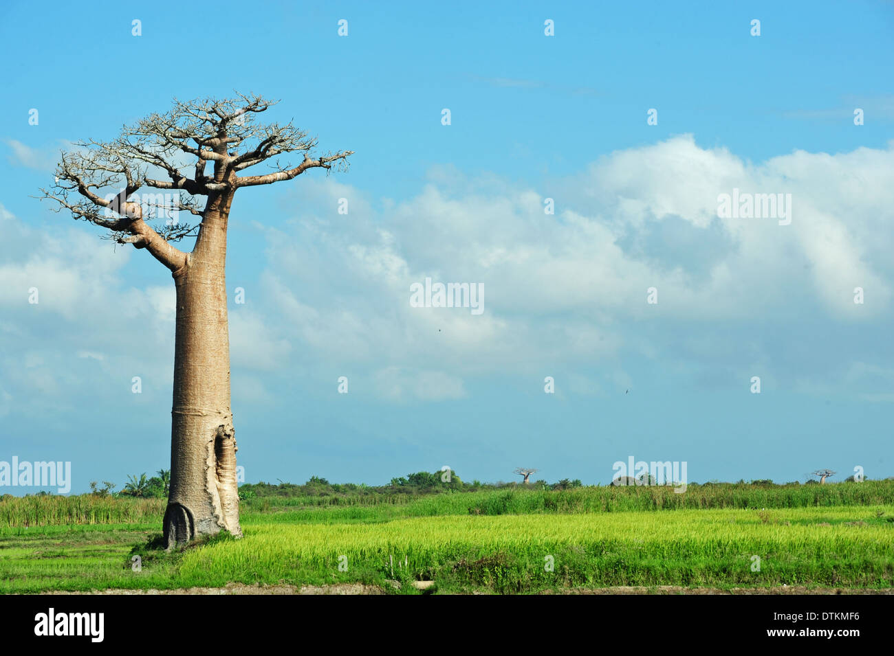 Madagaskar, Morondava, Baobab-Allee, sehen Sie auf Adansonia Grandidieri und Mann arbeitet auf dem Gebiet Stockfoto