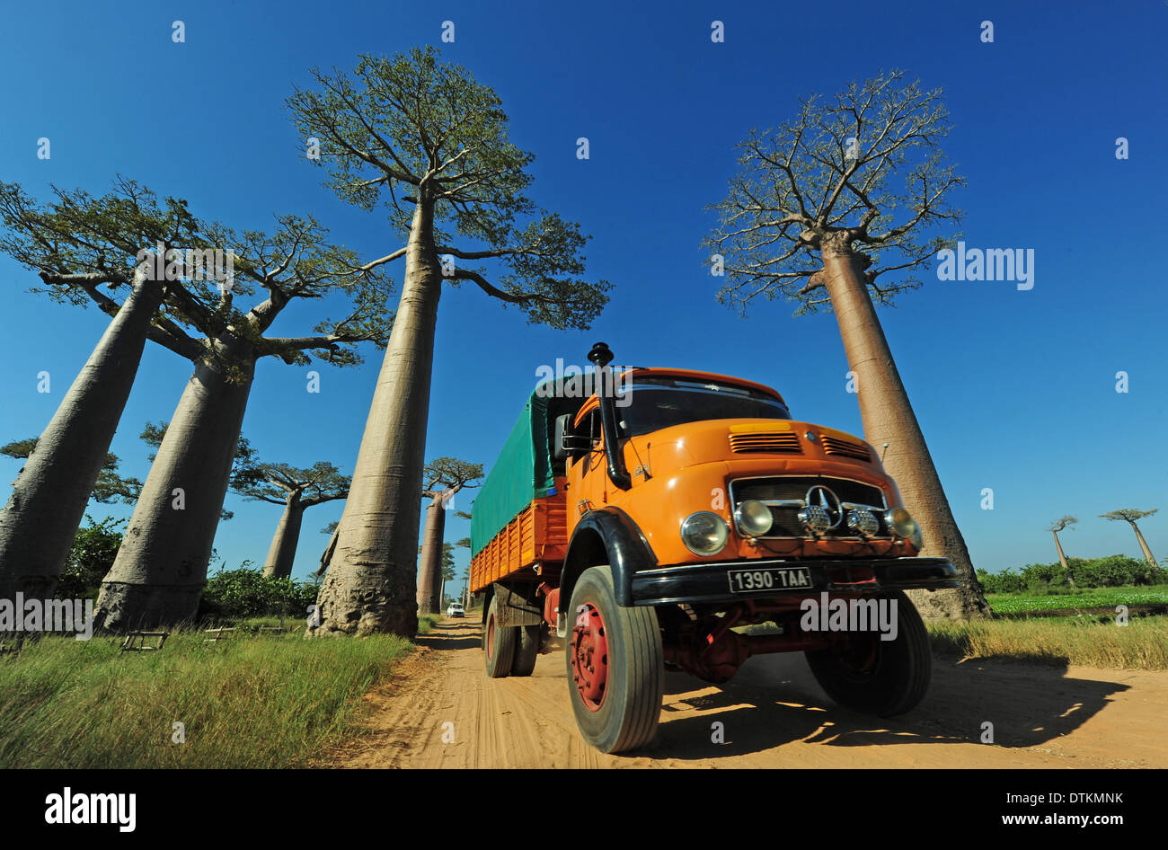 Madagaskar, Morondava, Baobab-Allee, große LKW vorbei Adansonia Grandidieri Stockfoto