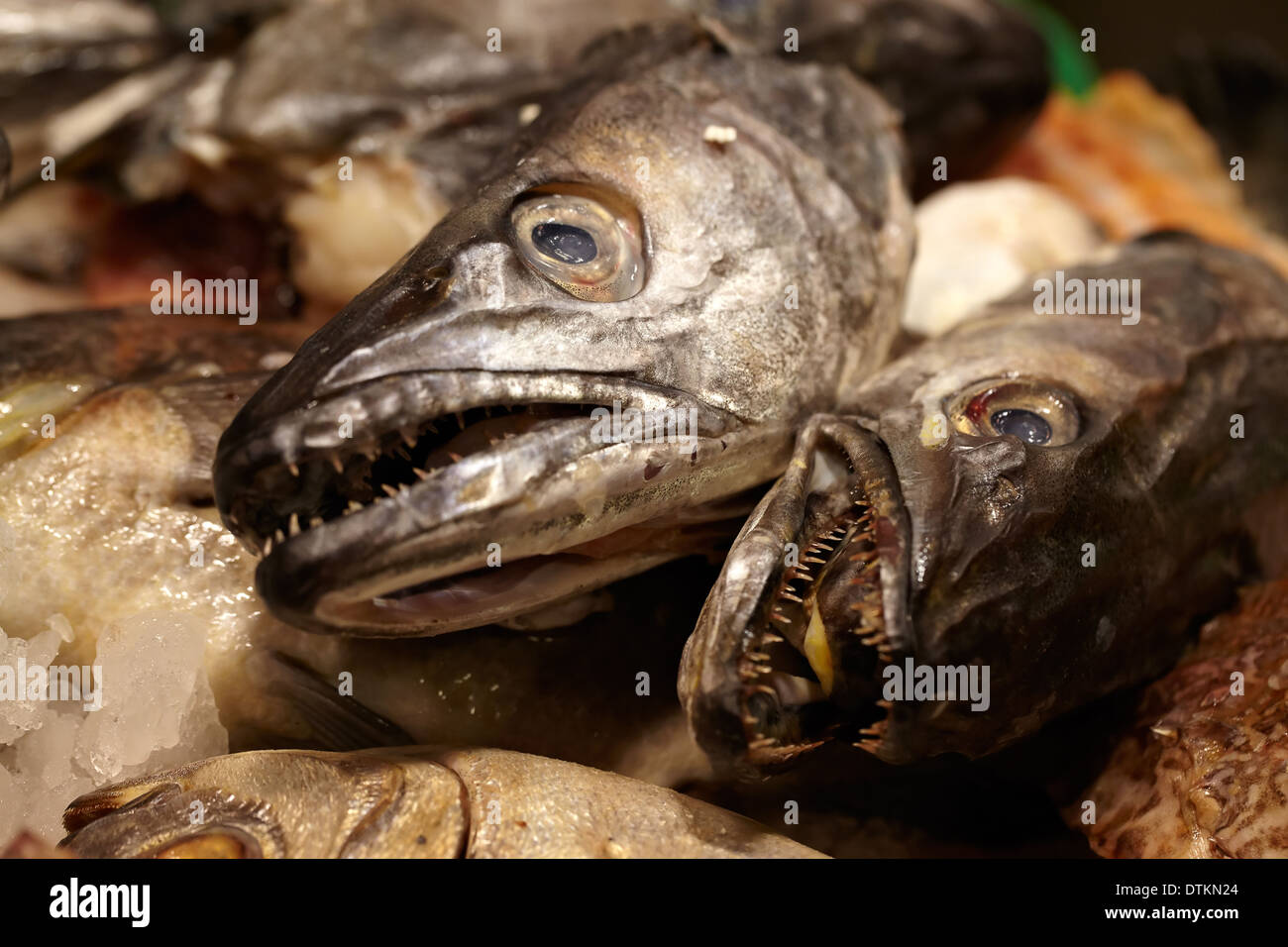 Meeresfrüchte. Fisch-Köpfe. Stockfoto