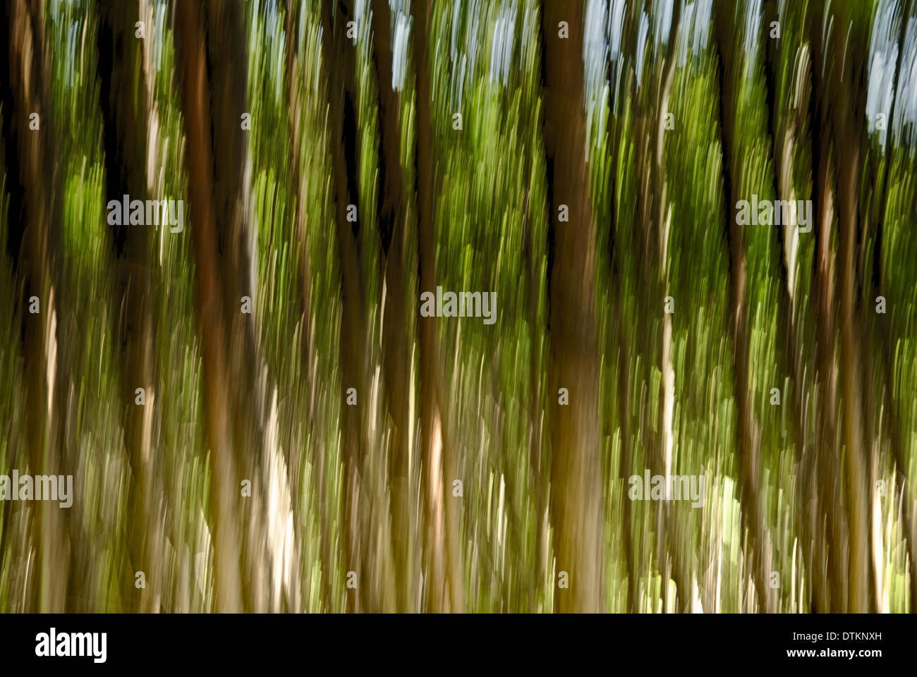 Wald am Abend verschieben Stockfoto