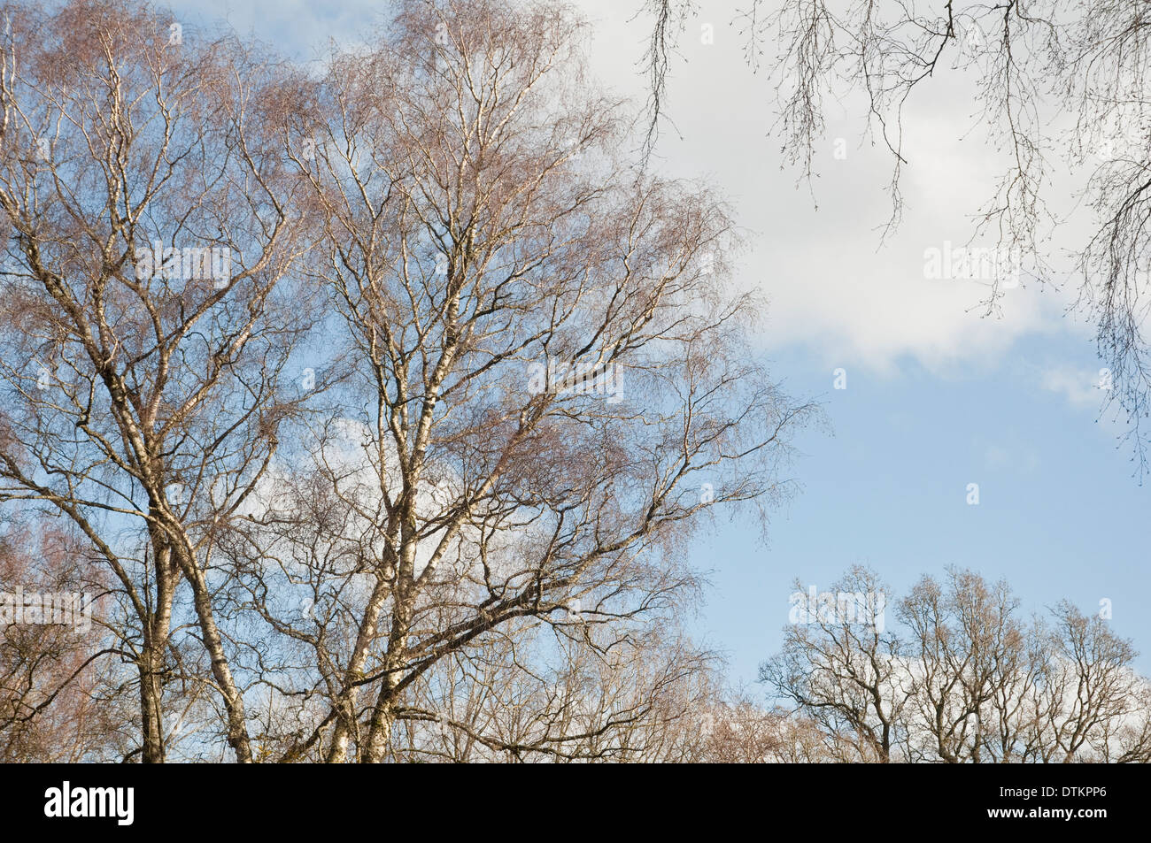 Niederlassungen und zarte feine Zweig Maßwerk des Silber-Birken (Betula Pendel) gegen einen blassen blauen Winterhimmel. VEREINIGTES KÖNIGREICH. Stockfoto