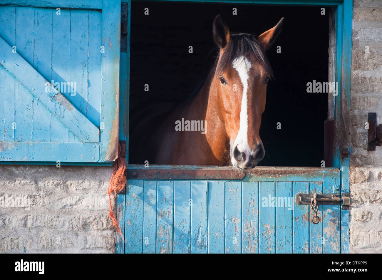 Eine feine Kastanie Pferd mit einem weißen Streifen / blaze aus einer stabilen Tür schauen. VEREINIGTES KÖNIGREICH. Stockfoto