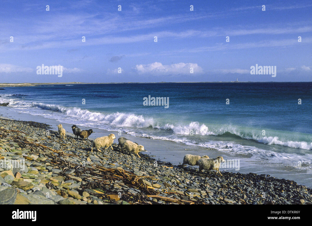 SCHAFE AUF NORTH RONALDSAY EINE ORKNEY KIES STRAND AUF DER SUCHE NACH ALGEN ZU ESSEN Stockfoto