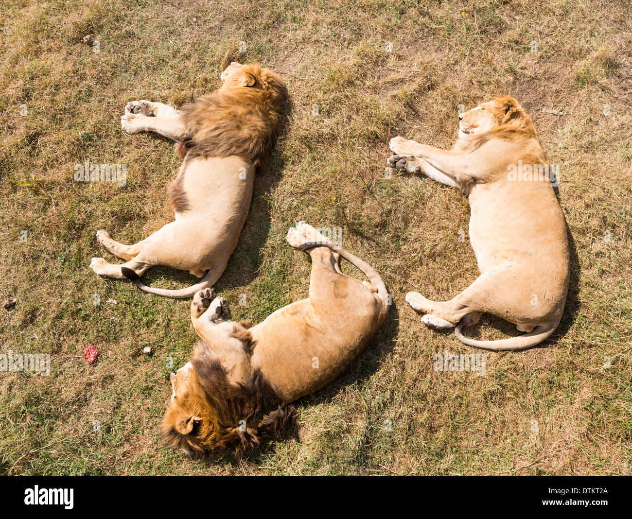 Drei Löwen schlafen auf dem Rasen nach großen Mahlzeit Stockfoto