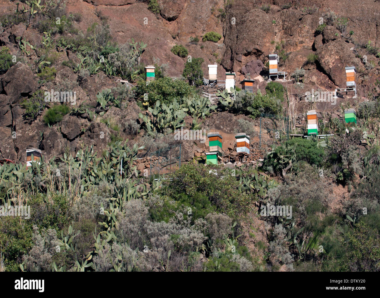 Gran Canaria Cliff Bee Hive Stockfoto