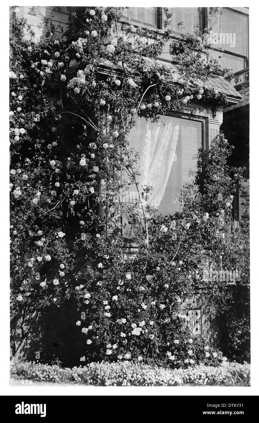 Ein Foto von Rosen, die draußen um ein Fenster wachsen, mit sichtbaren Innenläden, die eine friedliche, alte Wohnszene einfangen. Stockfoto
