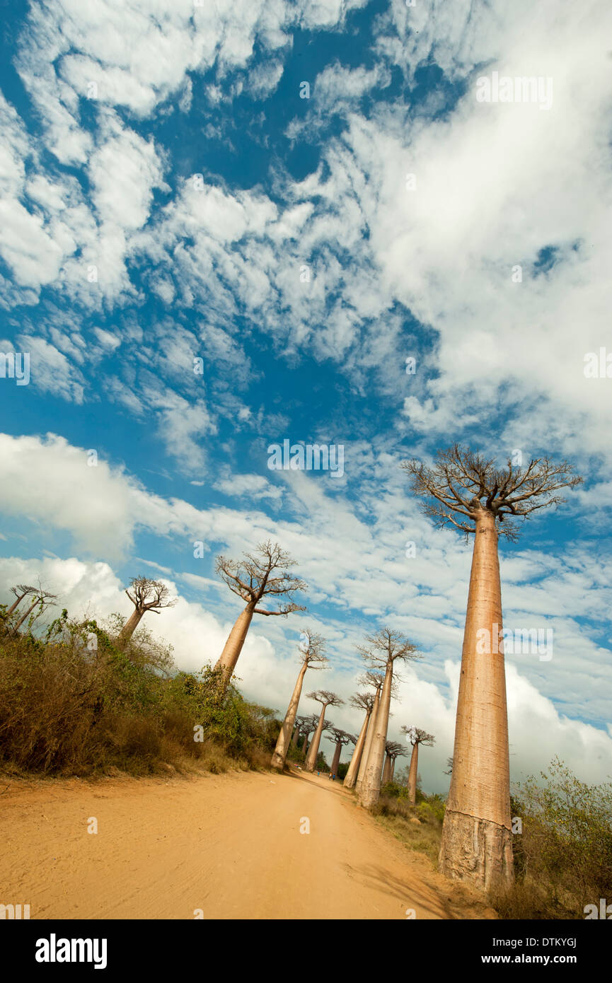 Madagaskar, Morondava, Baobab-Allee, Blick auf Adansonia Grandidieri Stockfoto
