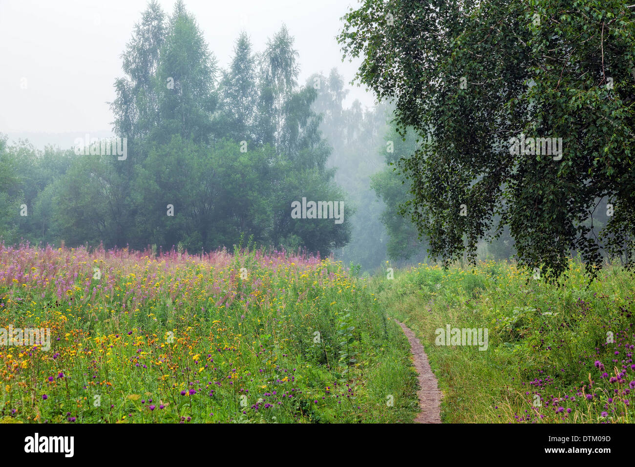 Blühende Wiesen im Morgennebel Stockfoto