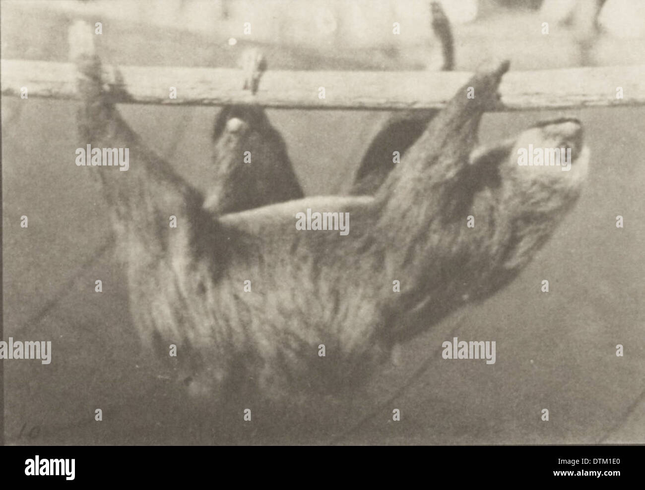 Dieses Foto zeigt einen Faultier, der an einem horizontalen Pfosten hängt, und zeigt seine einzigartige Fortbewegung und sein natürliches Verhalten. Stockfoto