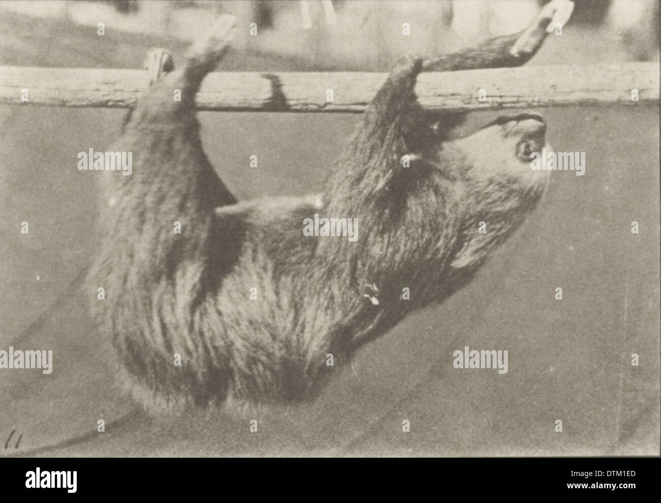 Ein Faultier, das an einem horizontalen Stab entlang geht, das in einem Vintage-Foto aufgenommen wurde und die charakteristische langsame Bewegung und das Greifvermögen des Tieres zeigt. Stockfoto