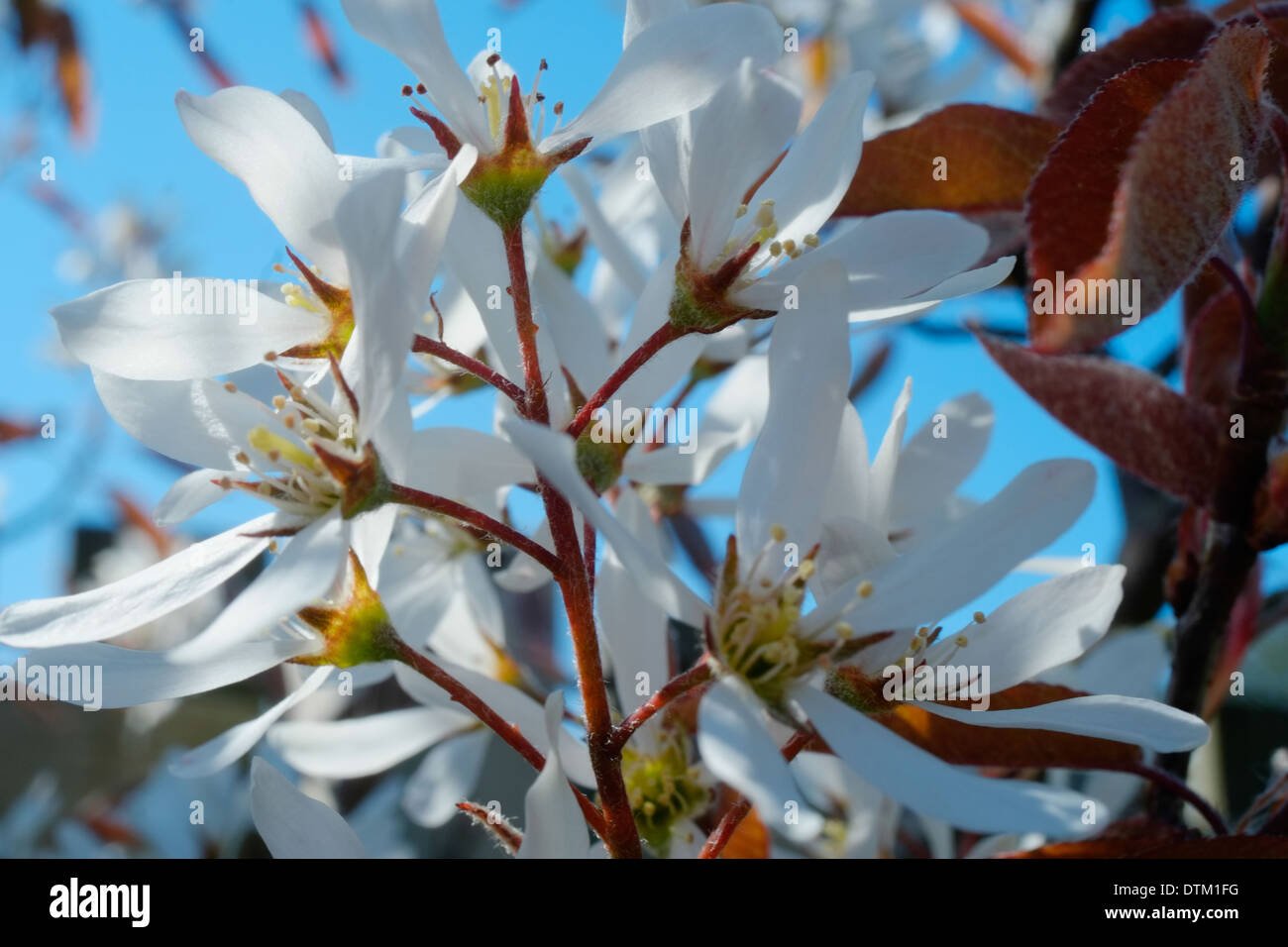 Apple Blossom Stockfoto