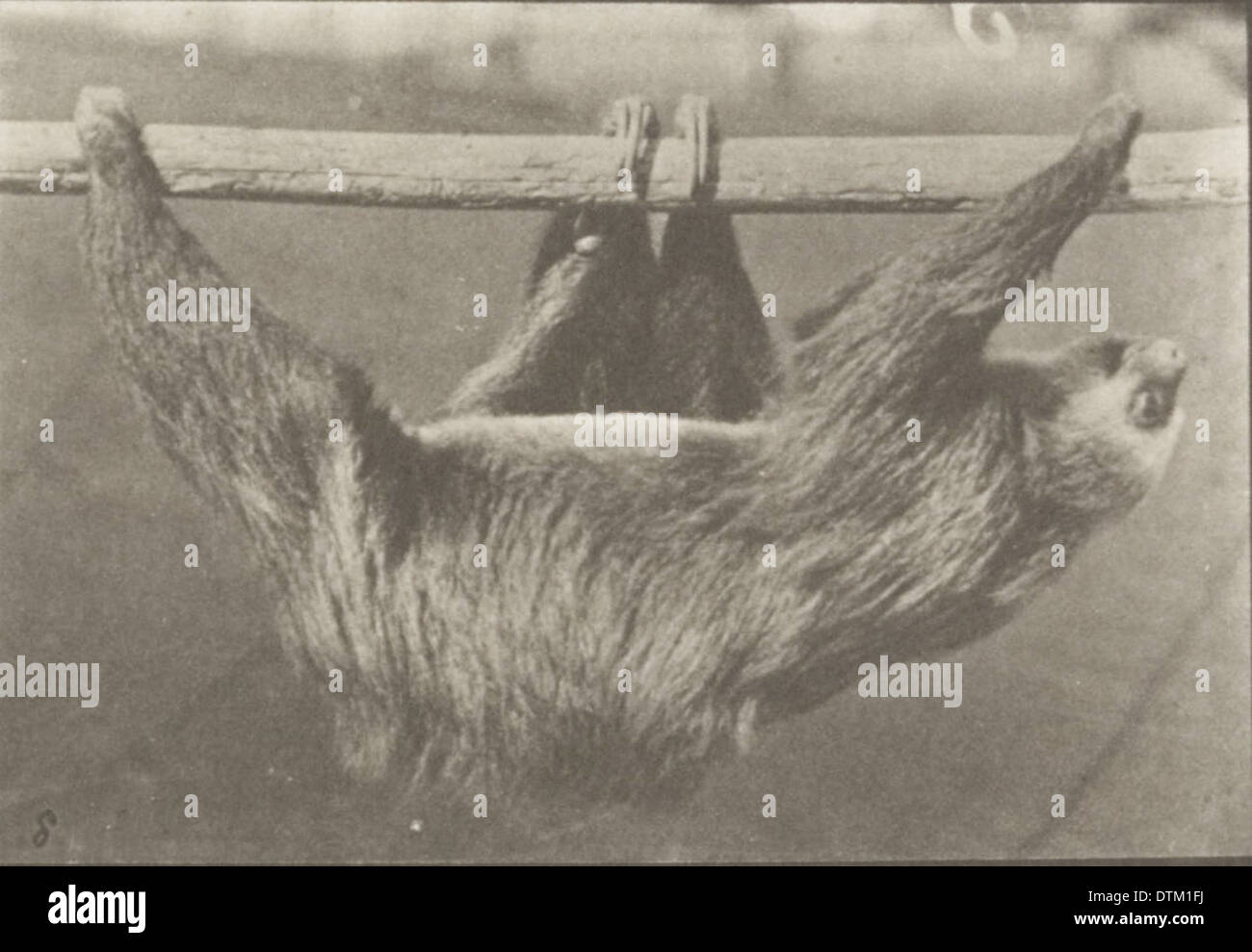 Ein Foto eines Faultieres, das an einem horizontalen Stab hängt und die langsame Bewegung und einzigartige Hängehaltung des Tieres zeigt. Stockfoto