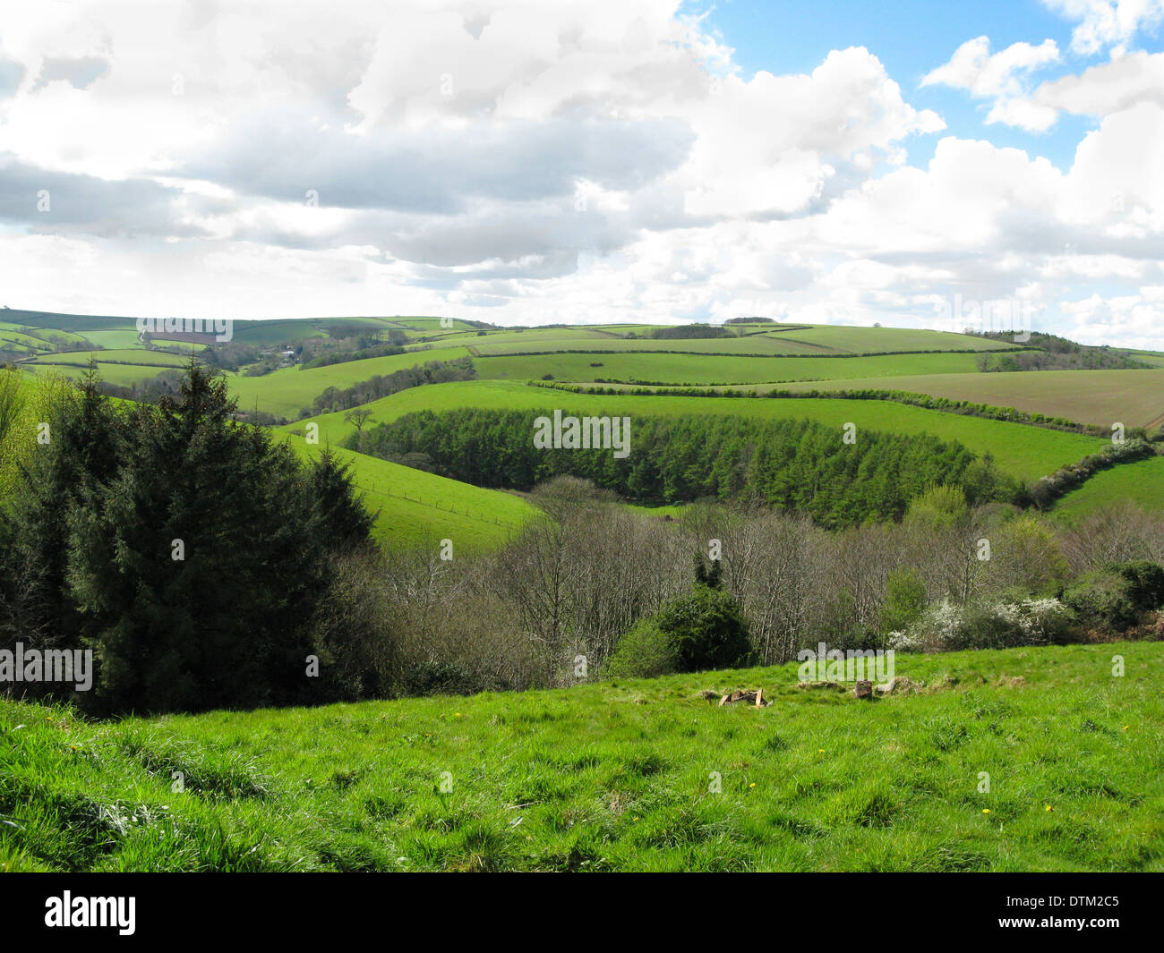 Sanften grünen Feldern von South Devon England Stockfoto