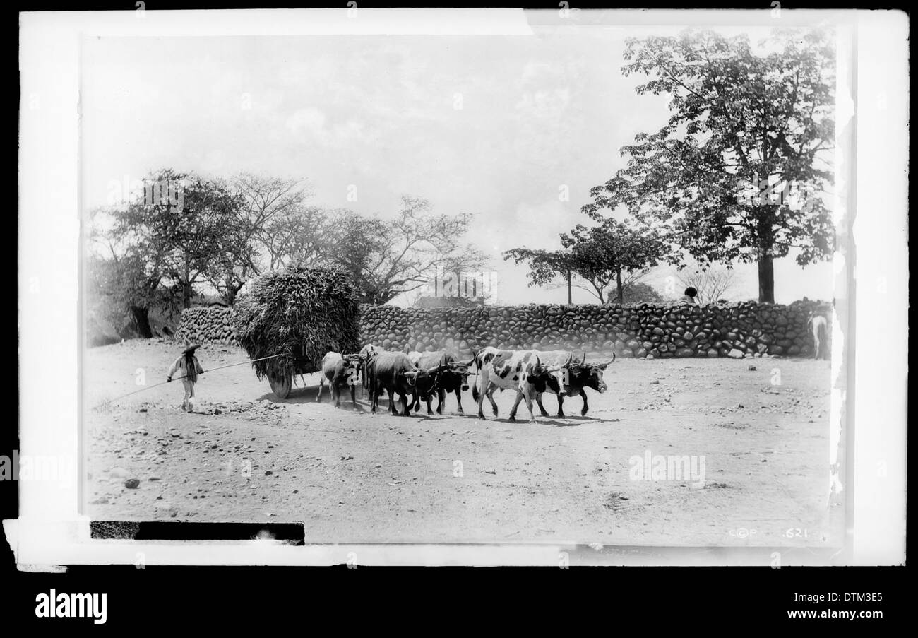 Ochsengespann in Mexiko wird angestachelt von einem Mann in einen Sombrero ca.1905 Stockfoto