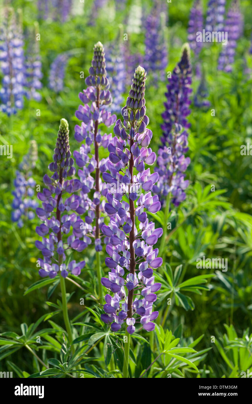 Lupinen Blumen im Juni Stockfoto