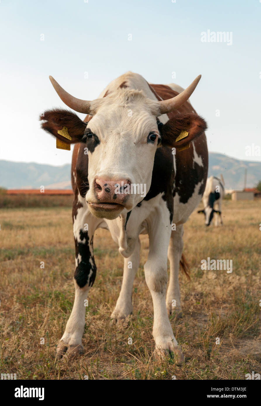 Stehende Kuh auf Wiese Stockfoto