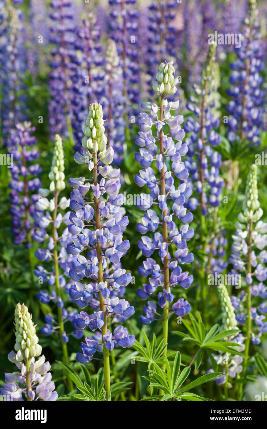 Lupinen Blumen im Juni Stockfoto