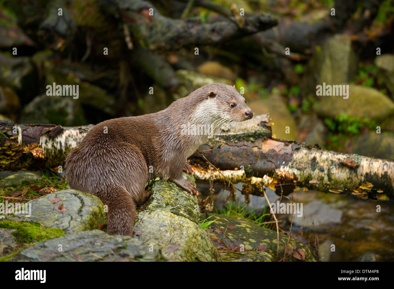 Fischotter (Lutra Lutra) Stockfoto