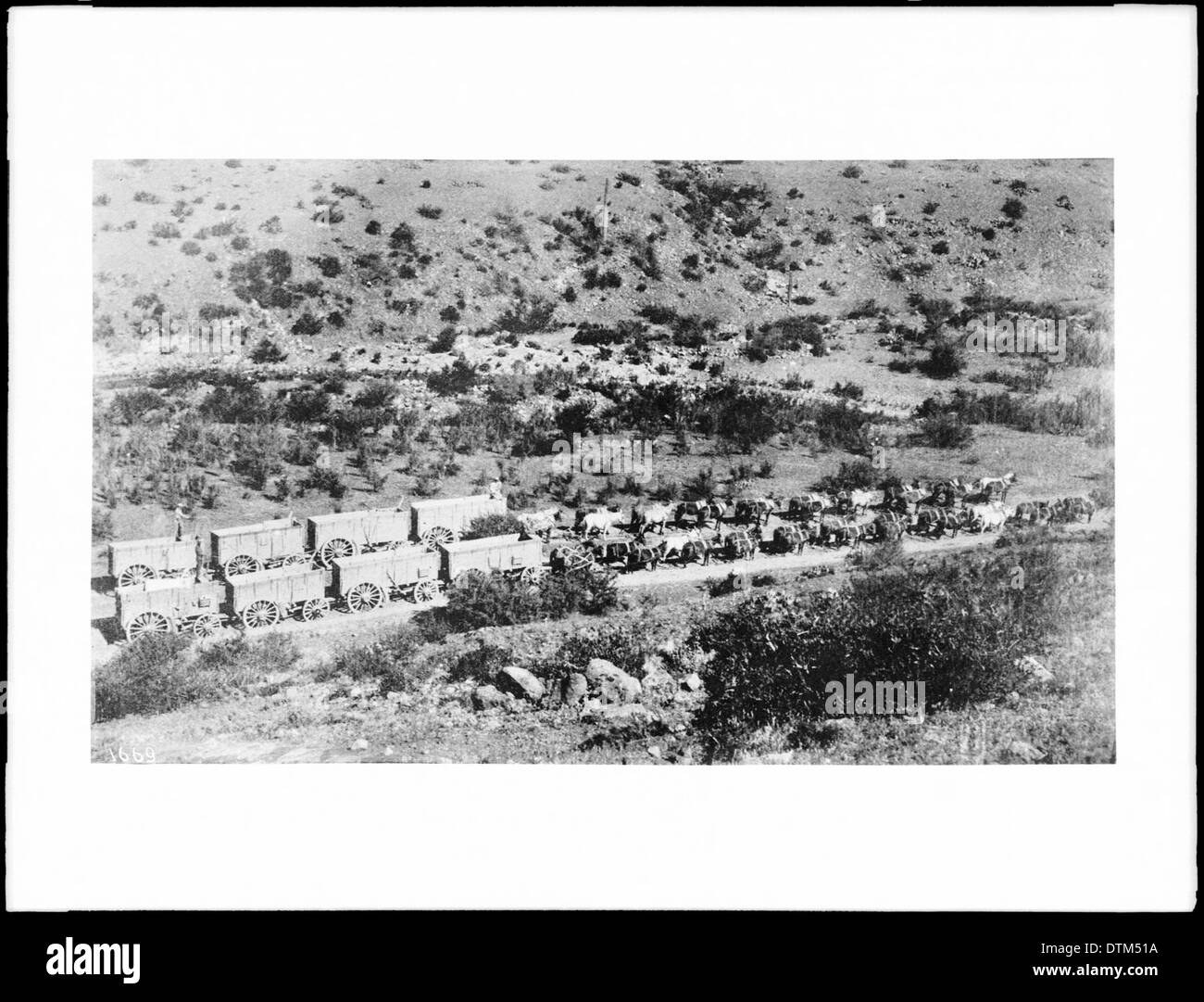 Zwei 20-Mule-teams jedes schleppen 4 Erz Wagen, Pinal County, Arizona, ca.1900 Stockfoto