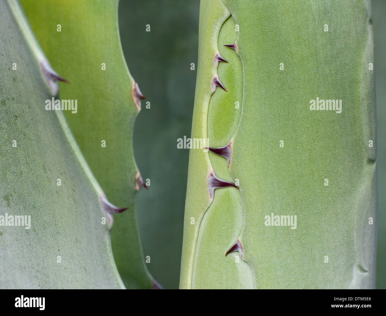 Glatte agaven -Fotos und -Bildmaterial in hoher Auflösung – Alamy