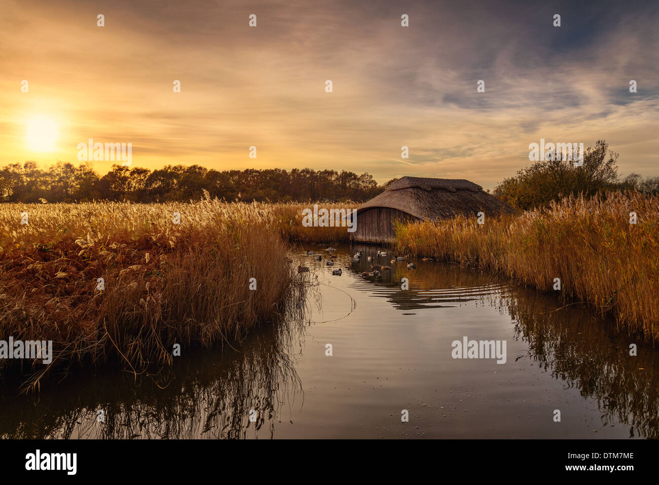 Bunte goldene Stunde Sonnenuntergang über reetgedeckten Bootshaus auf Hickling Broad, Norfolk Broads, East Anglia, England. Stockfoto