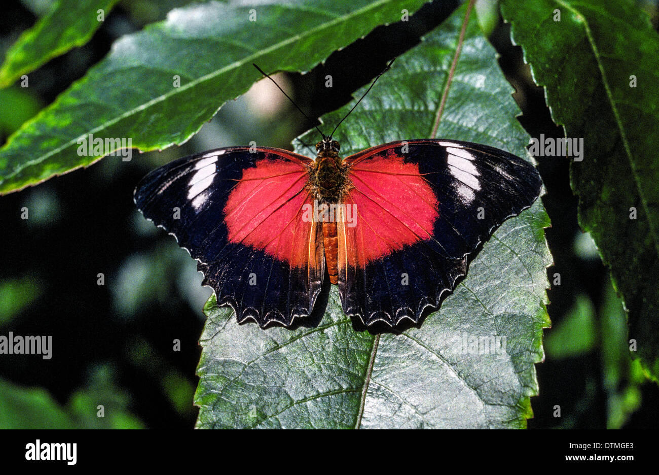 Ein tropischer Schmetterling zeigt Muster auf den schwarzen Flügeln im Schmetterlinghaus in den Royal Melbourne Zoological Gardens in Melbourne, Australien. Stockfoto