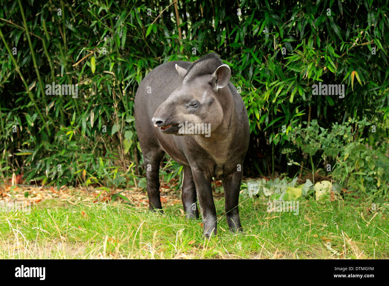 Brasilianische Tapir, Flachland Tapir / (Tapirus Terrestris) Stockfoto