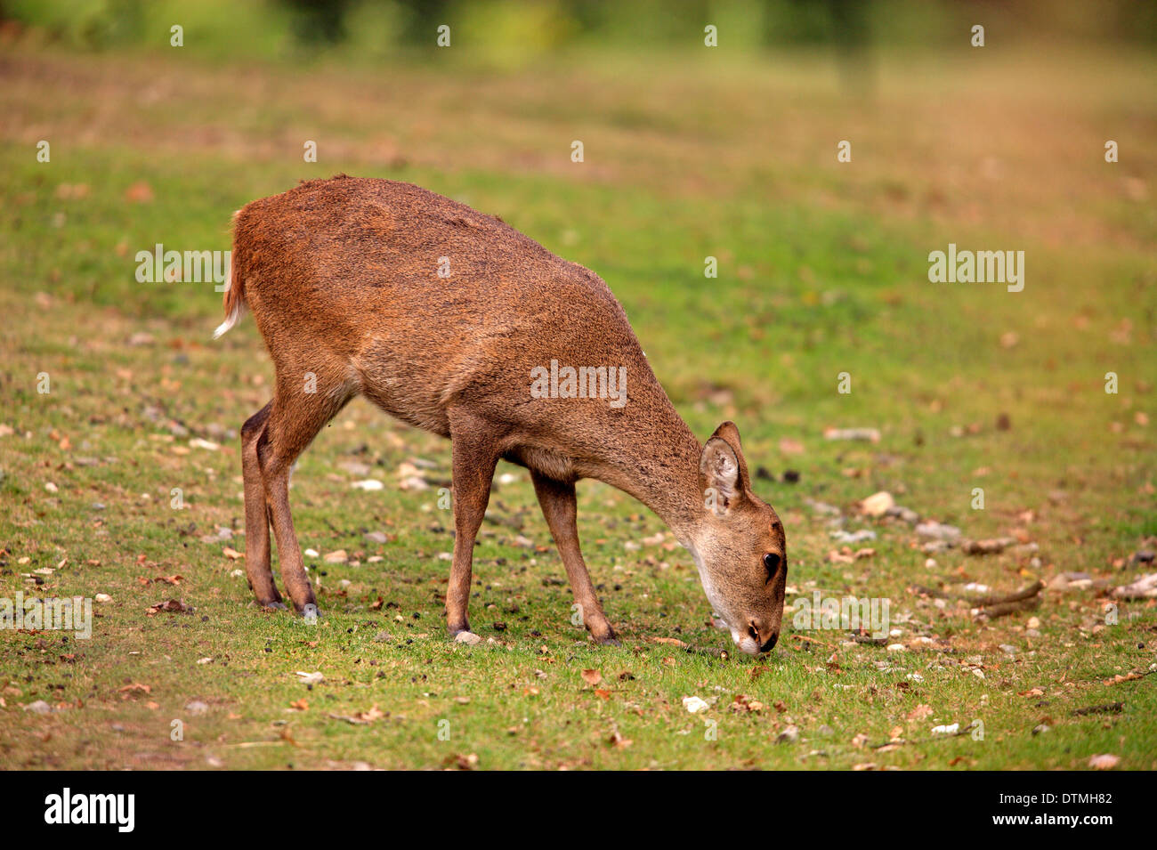 Eld Hirsch, Weiblich, Asien / (Rucervus Eldii) Stockfoto