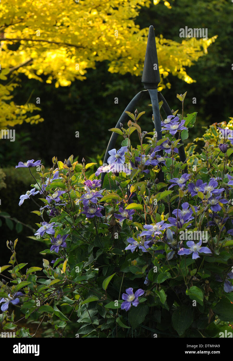 Clematis Klettern Einen Garten Obelisk Stockfoto Bild 66835505
