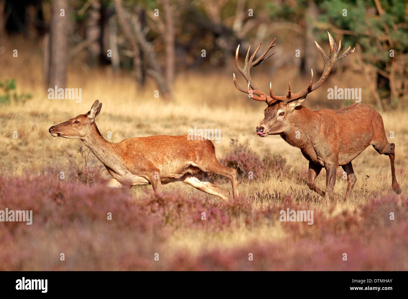 Red Deer, männlich und weiblich, Hoge Veluwe Nationalpark, Niederlande, Europa / (Cervus Elaphus) / rut, Spurrinnen Saison Stockfoto