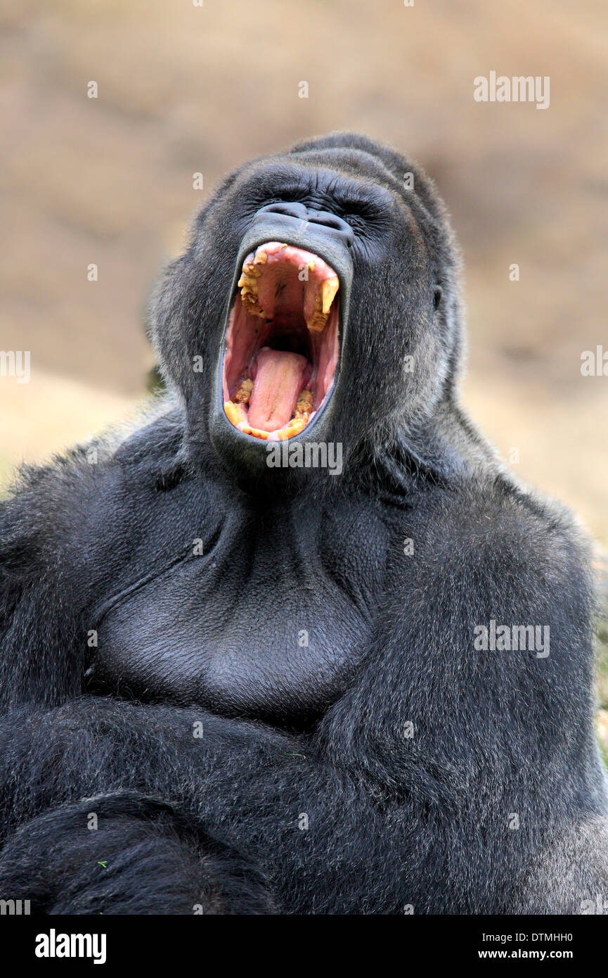 Ravensburger Tiptoi® Afrika: Gorilla Männchen – Interaktive Spielfigur Mit Geräuschen & Wissen Für Kinder Ab 4 Jahren