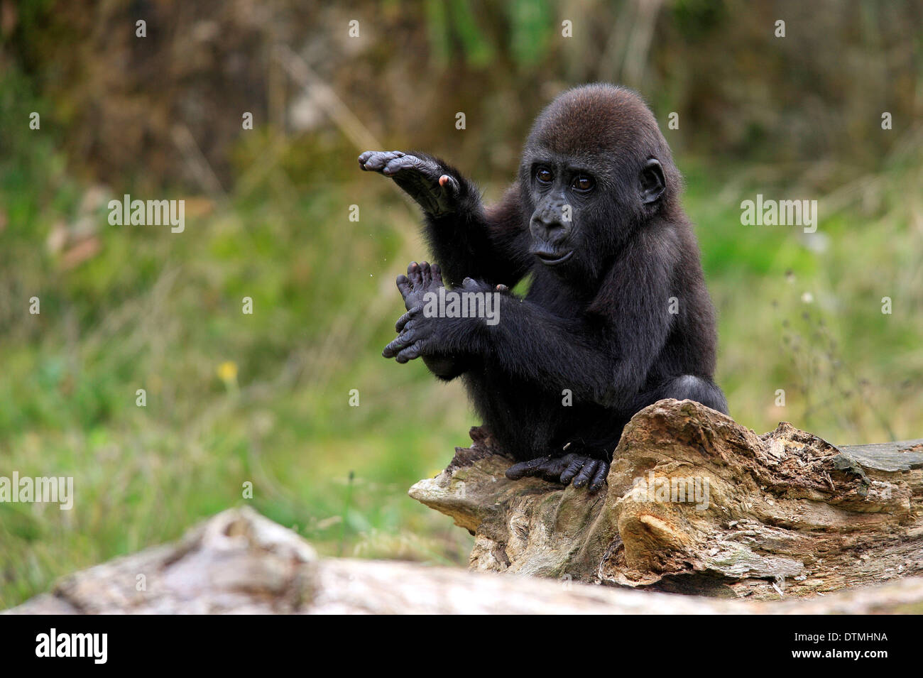 Flachlandgorilla, jung, Afrika / (Gorilla Gorilla Gorilla) Stockfoto