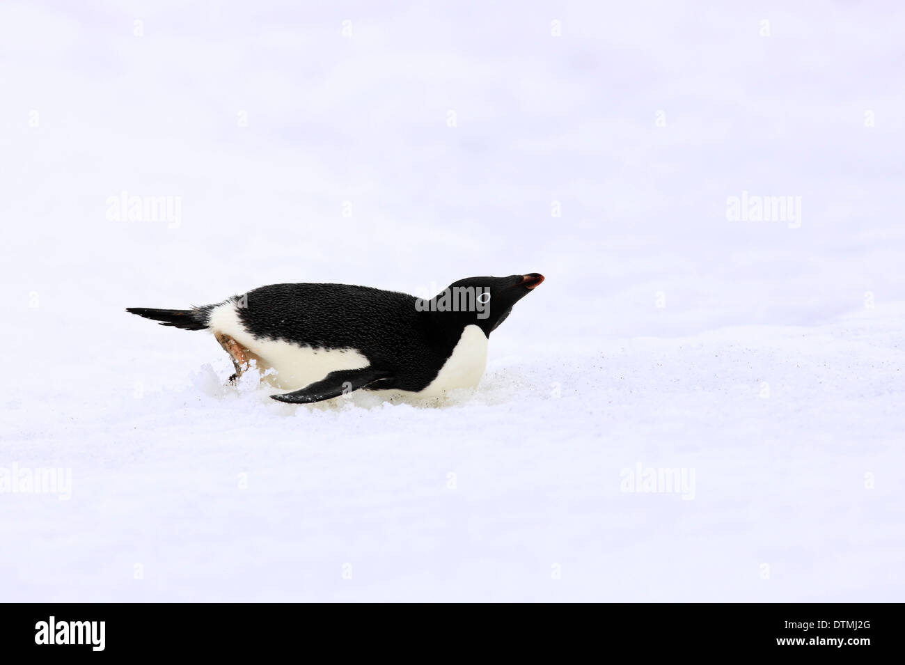 Adelie Penguin, Erwachsenen Dahingleiten auf Bauch im Schnee, Antarktis, Devil Island, Weddell-Meer / (Pygoscelis Adeliae) Stockfoto