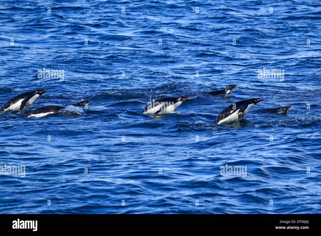 Adelie Penguin, Gruppe schwimmen, Antarktis, Brown zu bluffen, Weddell-Meer / (Pygoscelis Adeliae) Stockfoto