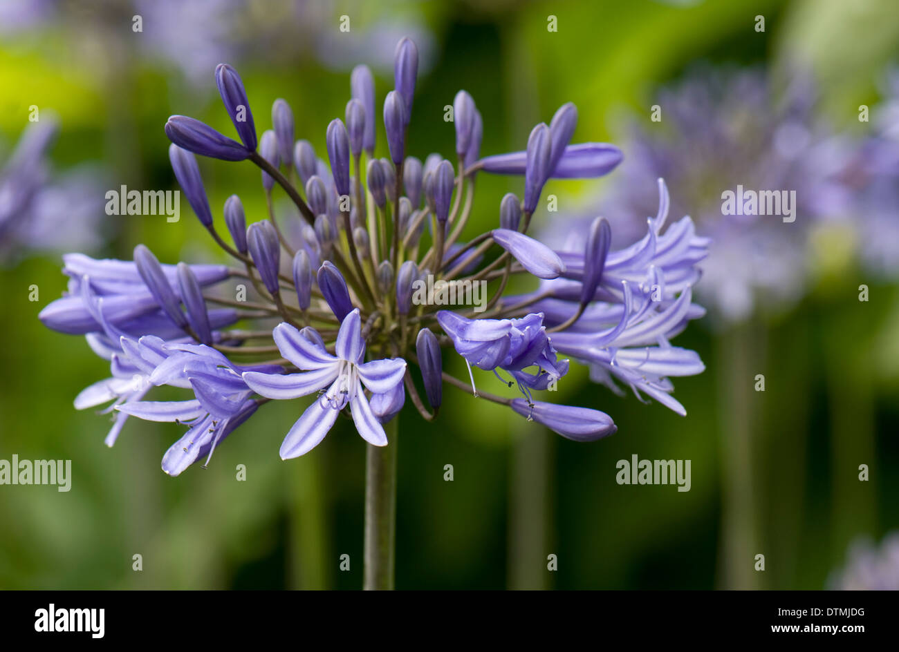 Agapanthus 'Midnight Blue'. Wisley RHS Gärten. Stockfoto