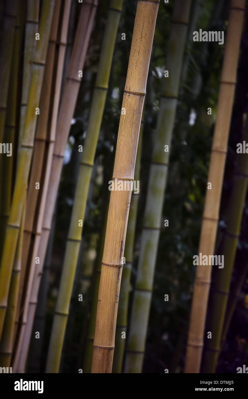 Bambus forest 3.jpg Stockfoto