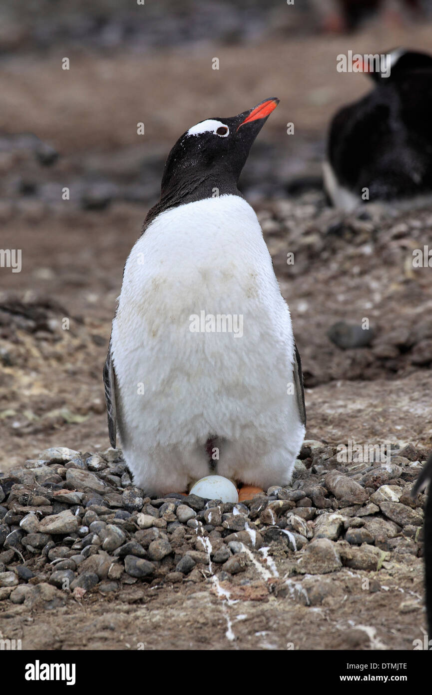 Gentoo Penguin, Erwachsene am Nest mit Kupplung, Antarktis, Half Moon Island, Weddell-Meer / (Pygoscelis Papua) Stockfoto